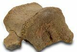 Partial Hadrosaur (Edmontosaurus) Caudal Vertebra - Wyoming #380411-1